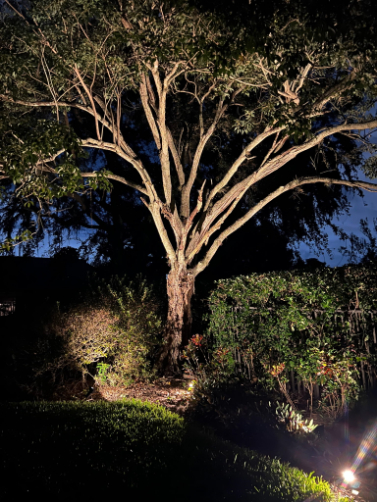 Nightscape Illumination